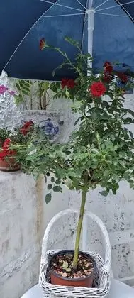 Red House by the River - Dış Mekan