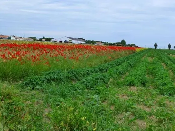 Relais la Fleur - Genel