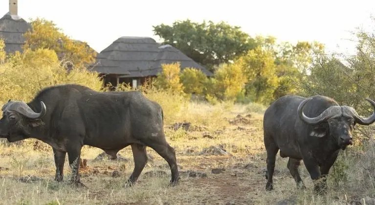 Rhulani Safari Lodge