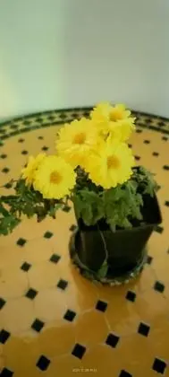 Riad Drissia - Yerinde Yemek