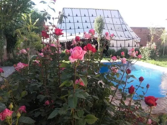 Riad Roses - Öne Çıkan Resim