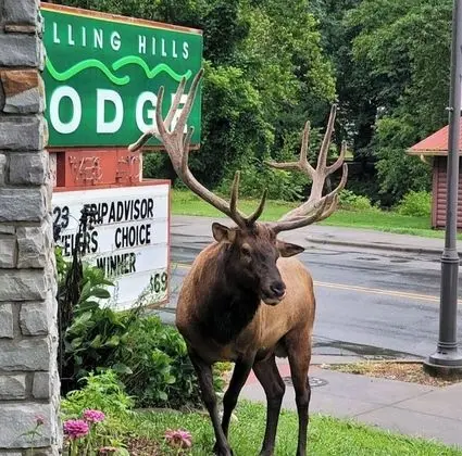 Rolling Hills Lodge - Dış Mekan