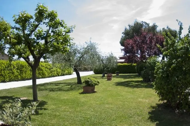 Rosa di Assisi