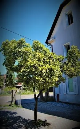 Rose Valley Ljubljana - Dış Mekan