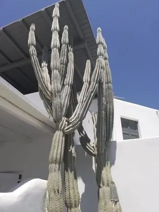 ROSEMARY SUITES AND MORE