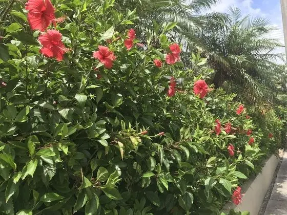 Route Inn Grantia Ishigaki - Dış Mekan