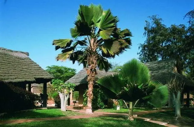 Royal Horizons Baobab