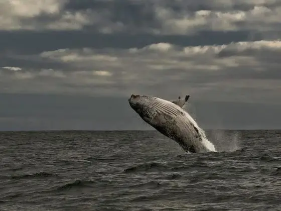 Royal Whale Watching Gansbaai - Oda