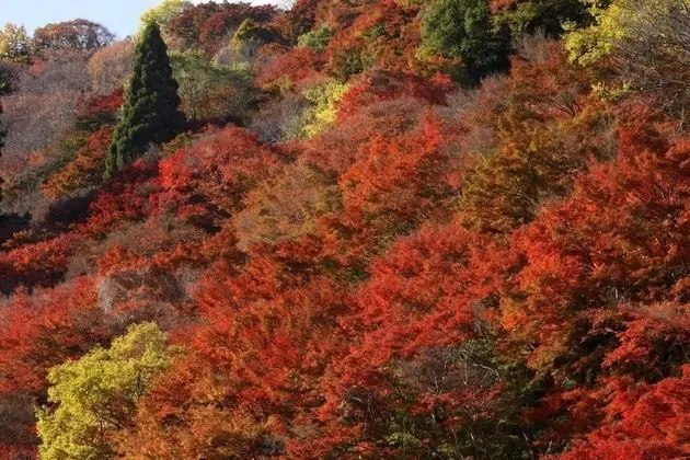 Ryokan Kato - Yoshino - Dış Mekan