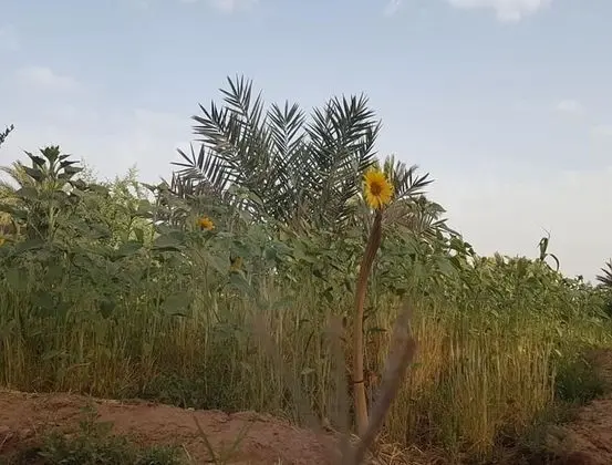 Sahara Source Vie - Oda Düzeni