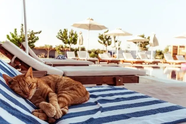 Sails on Kos Ecolux Tented Village - Havuz