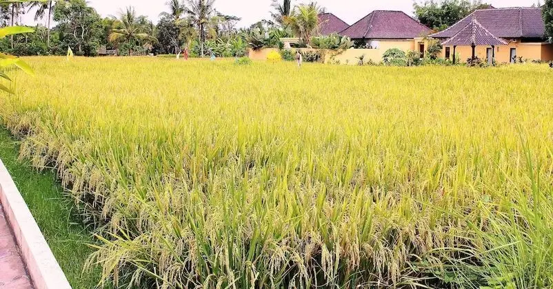 Saka Village Ubud - Dış Mekan
