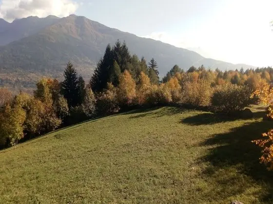 Salvino - Oda Düzeni