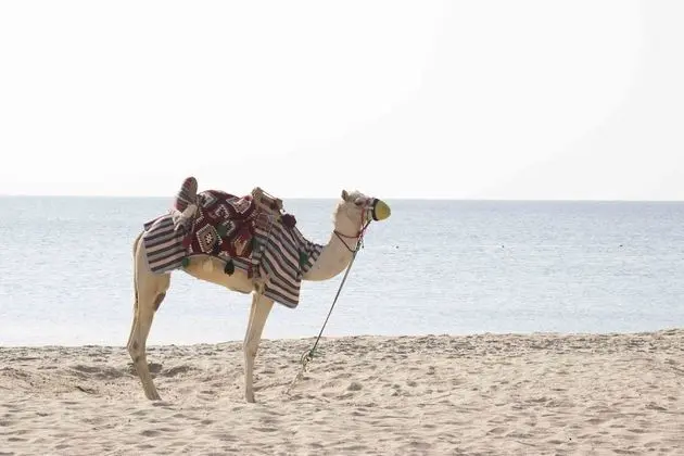 Sealine Beach - a Murwab Resort - Plaj