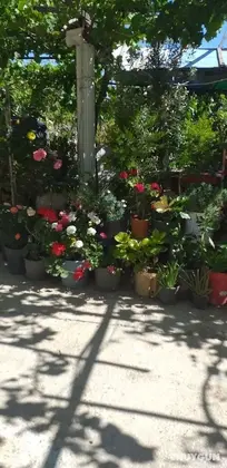 Seda Pansiyon