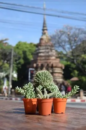 See You Soon Chiangmai - Genel