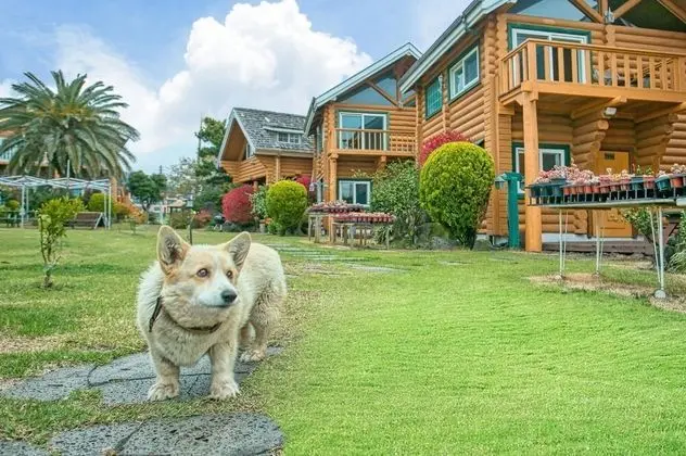 Seogwipo Neulbada Pet Pension - Öne Çıkan Resim