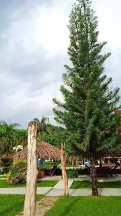 Serapius Green - Dış Mekan