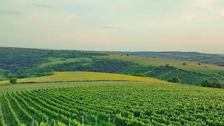 Seven Generations Winery Hotel & SPA