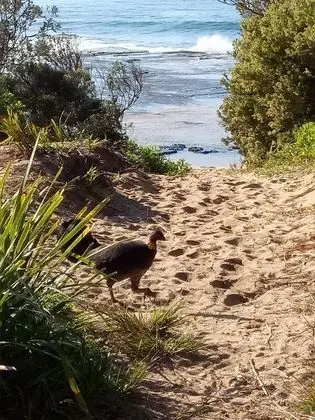 Shelly Beach Holiday Park - Plaj