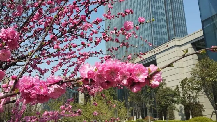 Sheraton Qingdao Jiaozhou Hotel - Dış Mekan