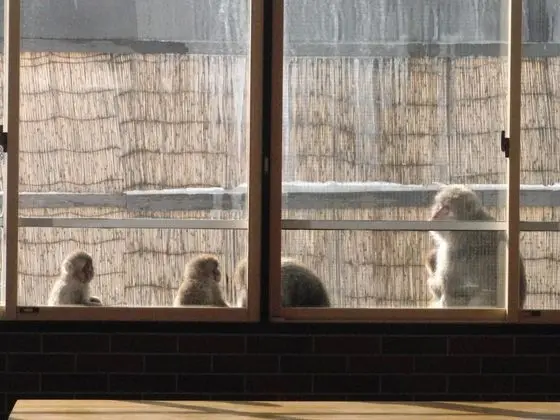 Shiganoyu Hotel - İç Mekan