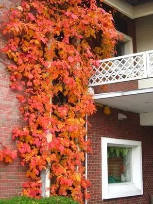 Hotel Shirakabaso Shiga Kogen - Dış Mekan