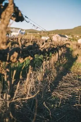 Shiraz Estate Villa & Studios - Dış Mekan