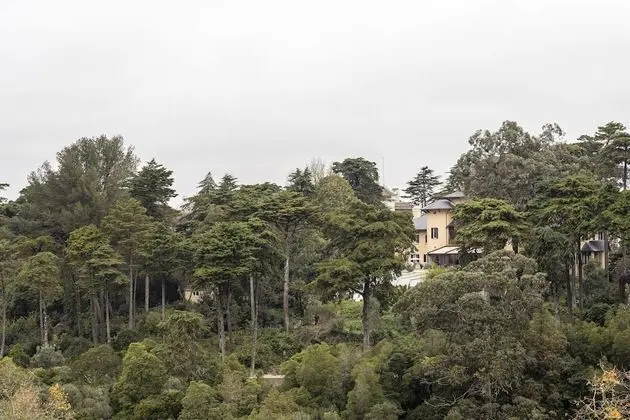 Sintra Marmoris Camelia