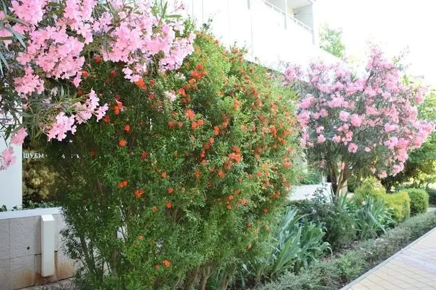 Sochi Magnolia Hotel - Dış Mekan