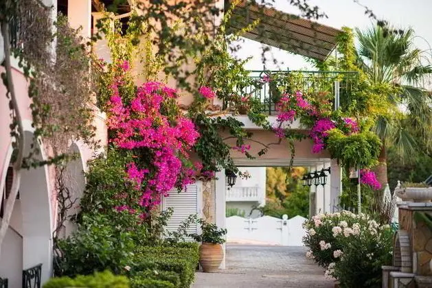 Sofia's