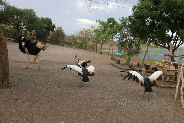Soi Safari Lodge - Lake Baringo - Dış Mekan