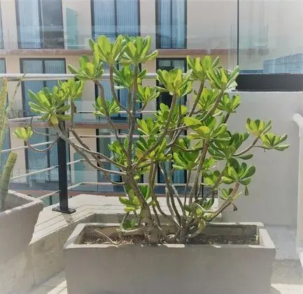 SOLE Suites by GuruHotel - Dış Mekan