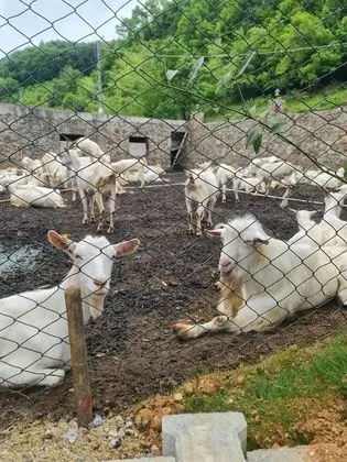 Sosyete Çobanı Doğal Yaşam Oteli - Dış Mekan