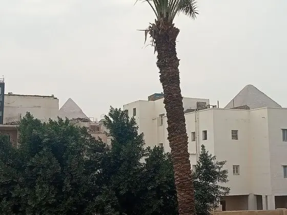 Sphinx Safari
