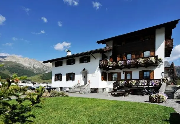 Stella Alpina