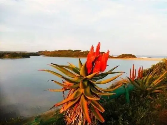 Studio 550m From Beach Bokesstrand pet Friendly