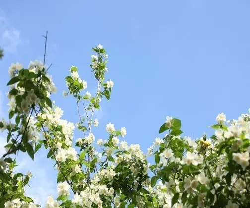 Studio Apartments Roza - A Charming Oasis in the Centre of Makarska