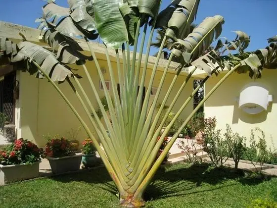 Studio in Tropical Garden