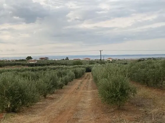 Summer House Surrounded by Olive Trees Halkidiki - Plaj