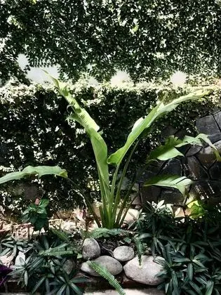 Sunny Garden Homestay - Oda Düzeni
