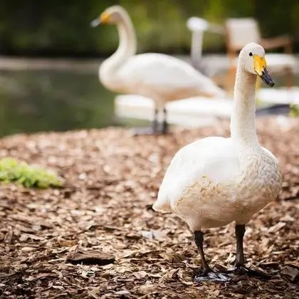 Swan Lake Resort Rentals - Öne Çıkan Resim