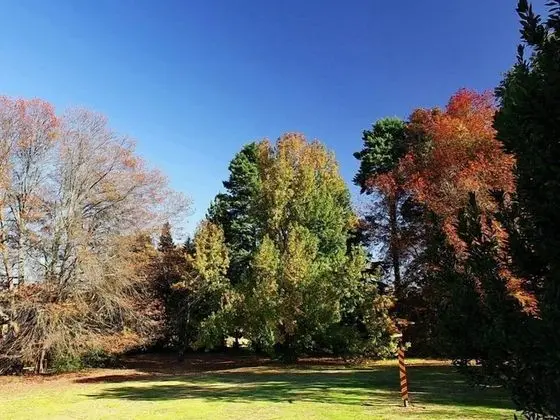 Sycamore Avenue Treehouses - Dış Mekan