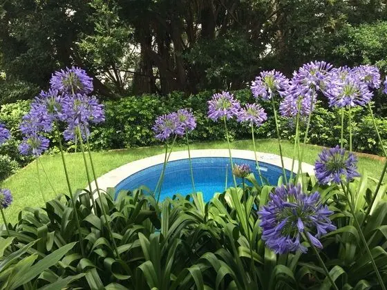 Tallywood 2 Bedroom - Havuz