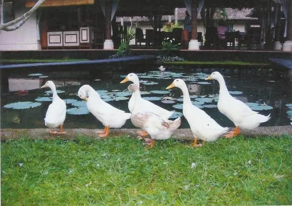 Villa Taman Di Blayu
