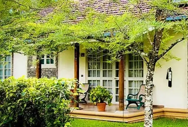 Tamarind Tree