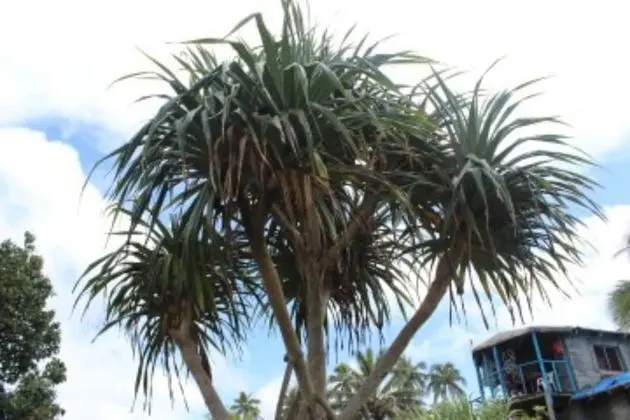 Tanna Ikamir Bungalows and Accomodations - Dış Mekan