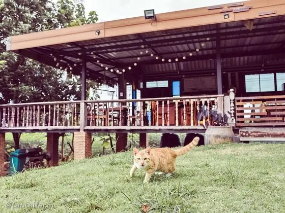 Tantai Eco Farm Stay at Khao Yai - Lobi