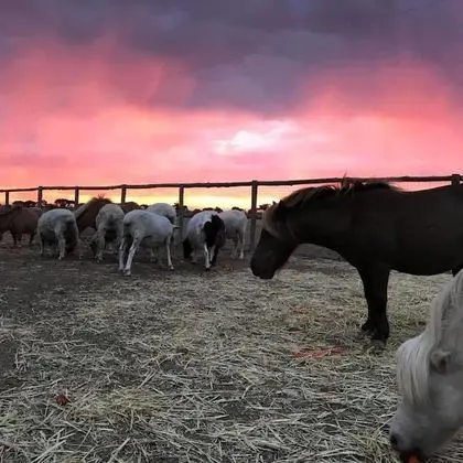 Tarnasey Farm - Dış Mekan