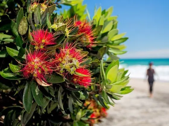 Tasman Holiday Parks – Beachaven - Plaj